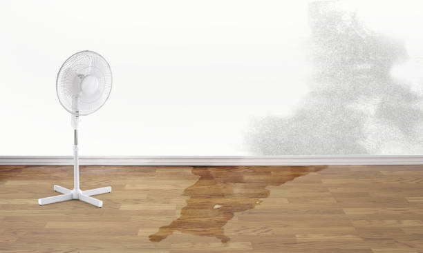 Best Water damage cleanup near me  in Auburn, ME